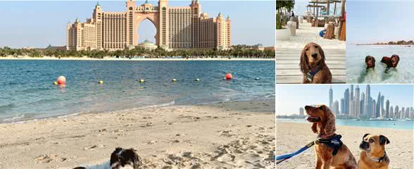 铲屎官看过来!为你推荐阿联酋6大狗狗友好海滩
