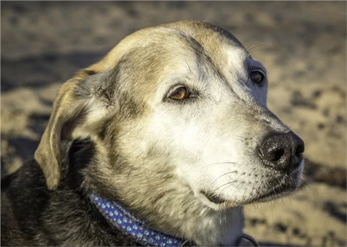 宠物上了年纪会变挑食?给宠物挑选狗粮，有什么注意事项吗?