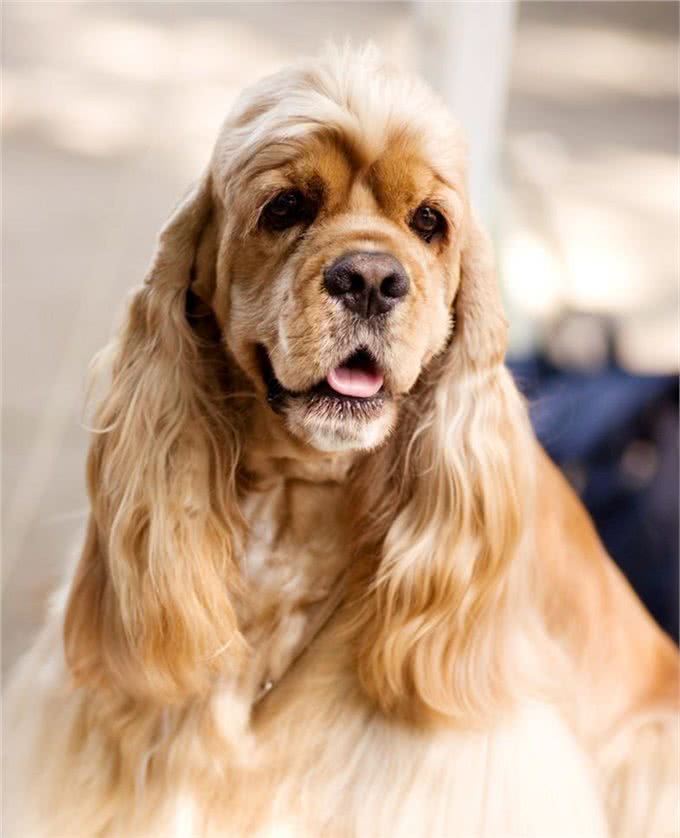 宠物上了年纪会变挑食?给宠物挑选狗粮,有什么注意事项吗?