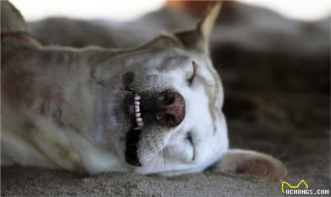 宠物上了年纪会变挑食?给宠物挑选狗粮,有什么注意事项吗?
