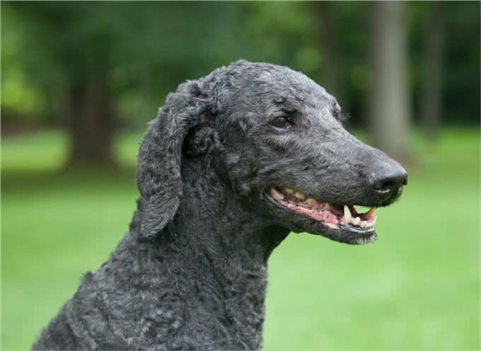 宠物上了年纪会变挑食?给宠物挑选狗粮,有什么注意事项吗?