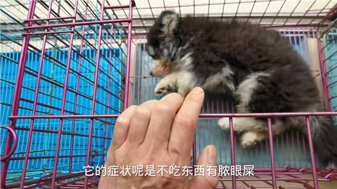 这只肠道型的犬瘟热狗狗今天因该可以叫它主人来接它回家了