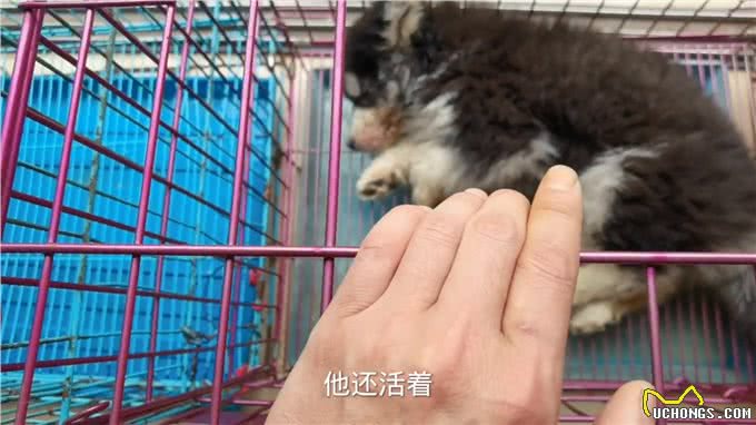 这只肠道型的犬瘟热狗狗今天因该可以叫它主人来接它回家了