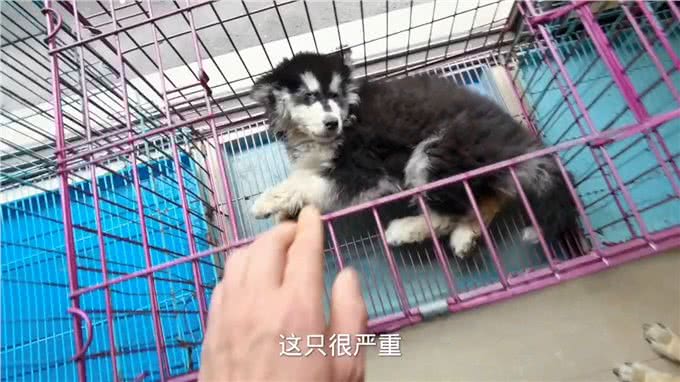 这只肠道型的犬瘟热狗狗今天因该可以叫它主人来接它回家了