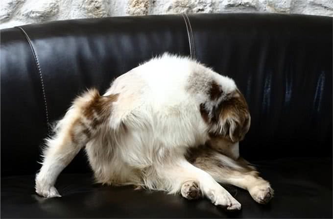 狗狗为啥总爱舔屁股?背后原因竟有这般深意!