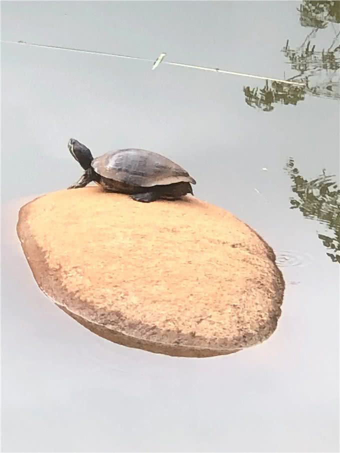 有些人对狗比对人好在这个快节奏的社会中