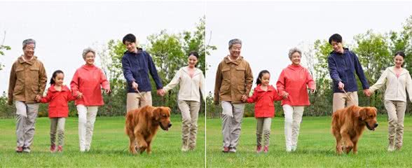 重视文明养犬｜让狗狗成为社区的友好伙伴