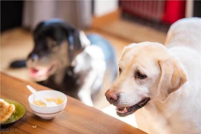 揭秘狗狗吃屎的3大原因:探寻这一令人困惑的行为背后的奥秘