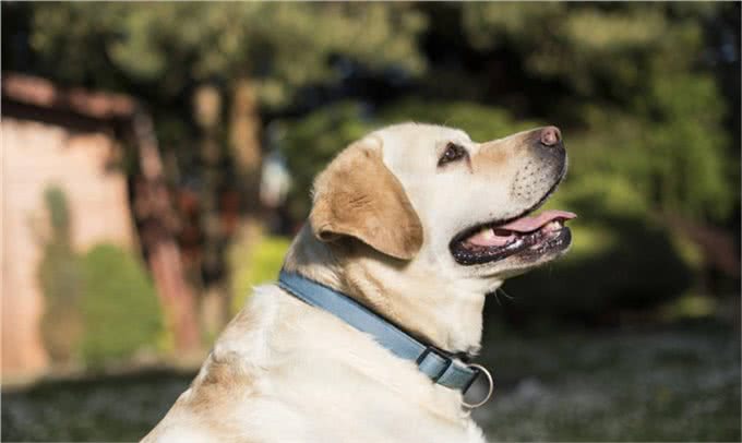 狗狗语言能力多强?研究出炉:能听懂「母语和废话」