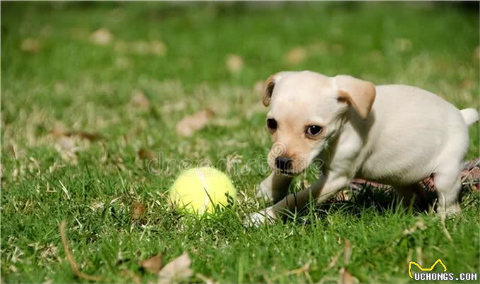 狗狗语言能力多强?研究出炉:能听懂「母语和废话」