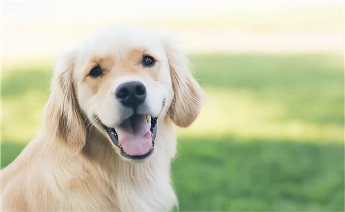 狗狗语言能力多强?研究出炉:能听懂「母语和废话」