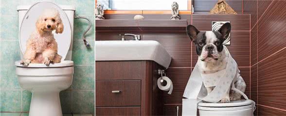 轻松五步法：训练狗狗自行在指定区域如厕