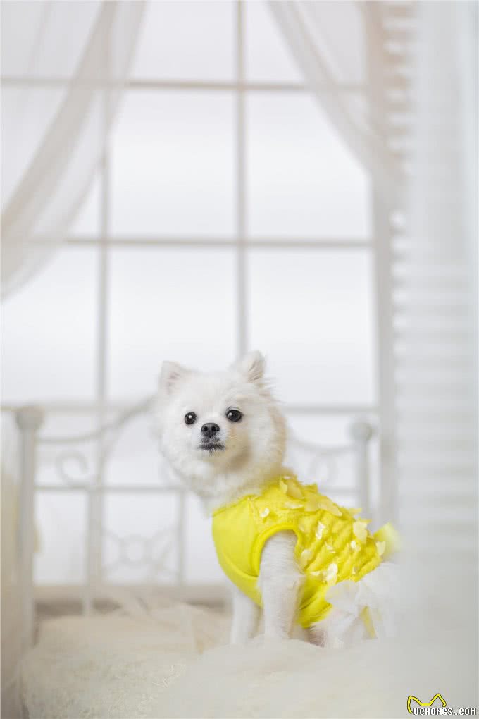 博美幼犬狗粮品种很多，从这些方面出发，才能选到优质狗粮