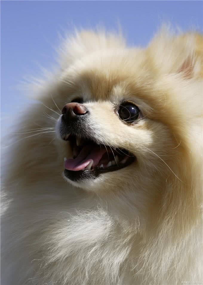 博美幼犬狗粮品种很多，从这些方面出发，才能选到优质狗粮