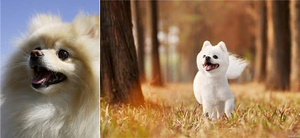 博美幼犬狗粮品种很多,从这些方面出发,才能选到优质狗粮