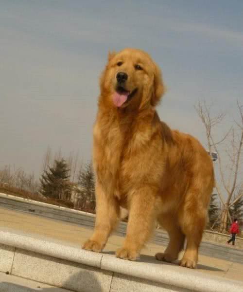 世界三大无攻击性犬之最:金毛寻回犬人类最佳导盲犬
