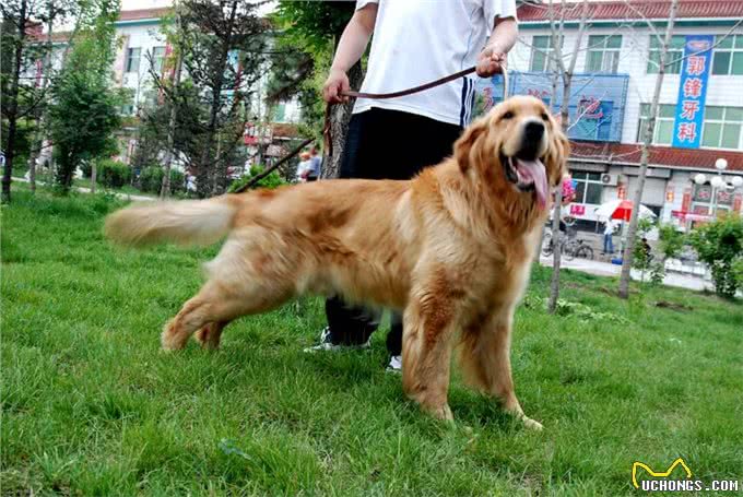 世界三大无攻击性犬之最:金毛寻回犬人类最佳导盲犬