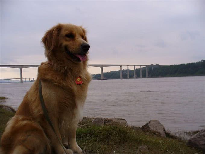 世界三大无攻击性犬之最:金毛寻回犬人类最佳导盲犬