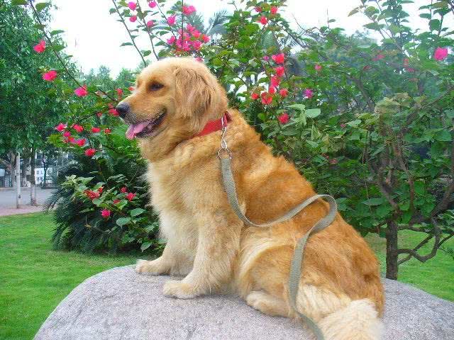 世界三大无攻击性犬之最:金毛寻回犬人类最佳导盲犬