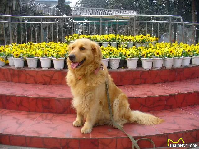 世界三大无攻击性犬之最:金毛寻回犬人类最佳导盲犬