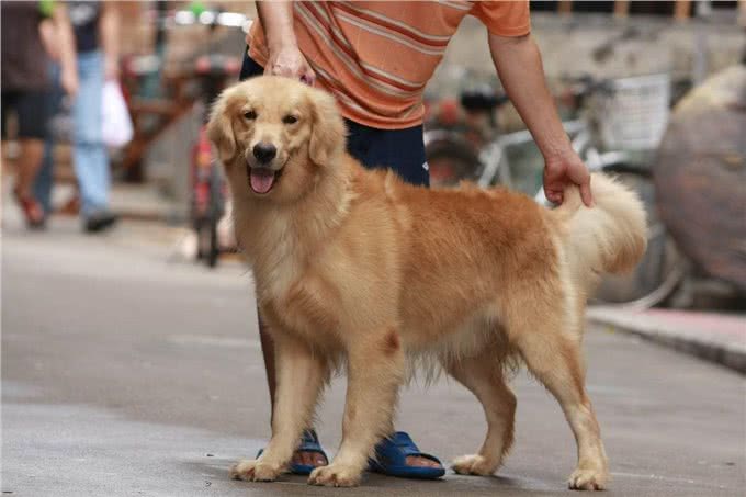 世界三大无攻击性犬之最:金毛寻回犬人类最佳导盲犬
