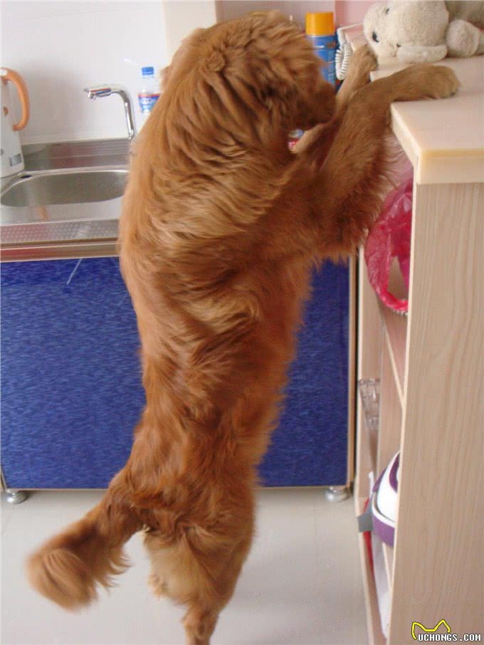 世界三大无攻击性犬之最:金毛寻回犬人类最佳导盲犬