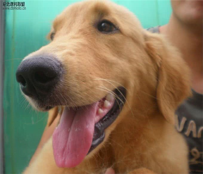 世界三大无攻击性犬之最:金毛寻回犬人类最佳导盲犬