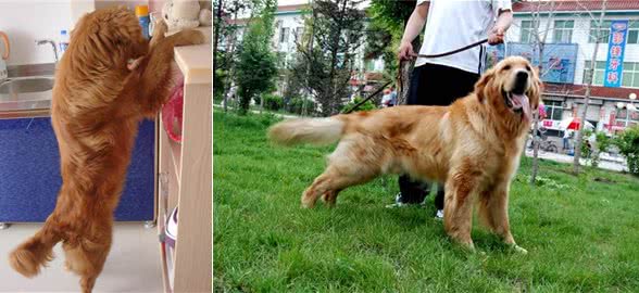 世界三大无攻击性犬之最:金毛寻回犬人类最佳导盲犬