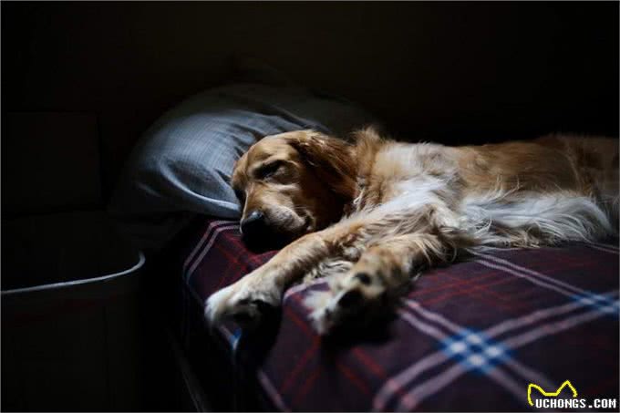 对狗狗来说，能上床睡觉，意味着这些事情
