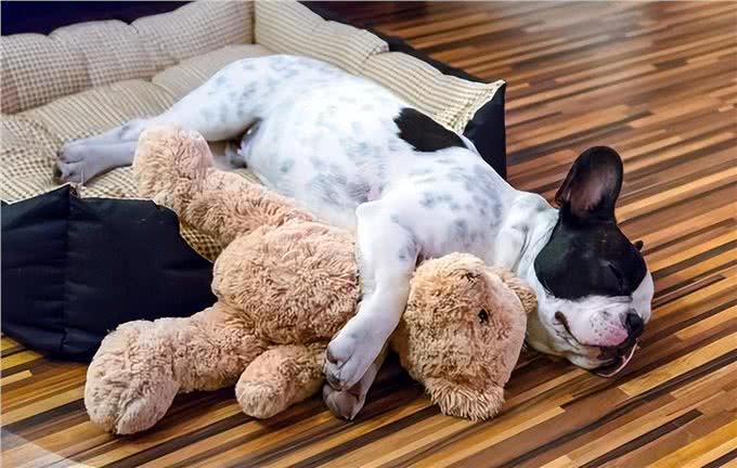 对狗狗来说，能上床睡觉，意味着这些事情