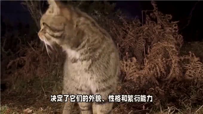 揭秘短尾猫交配:温柔缠绵的舞蹈