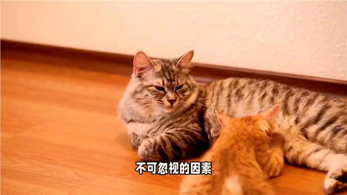 揭秘短尾猫交配:温柔缠绵的舞蹈