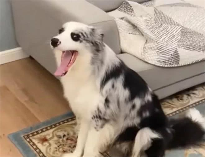 狗狗常做的10个动作含义