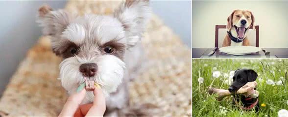让狗狗馋得流口水的3款零食，你选对了吗?