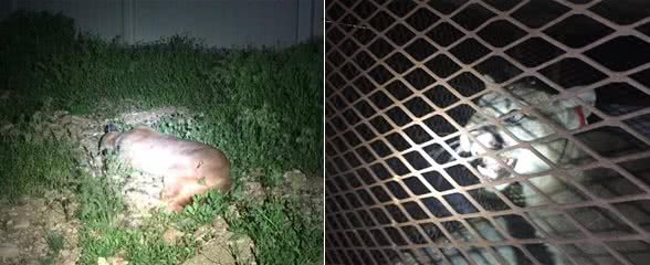 有陌生大狗在门外睡觉?走近一看，竟是一只凶狠的美洲狮