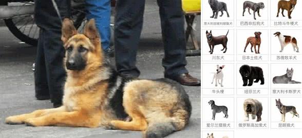 连云港发布城区禁养犬及范围通告!46种犬不能养!
