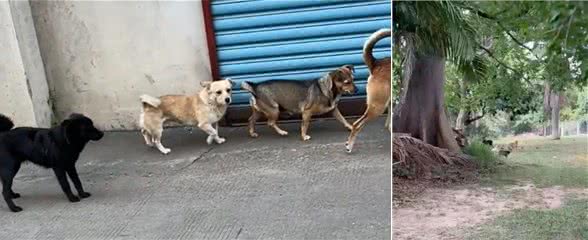 主人跟踪狗子的GPS,却意外发现了它的双面狗生