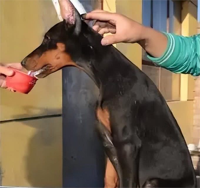 忠诚的五种狗，它这辈子，心里都是你