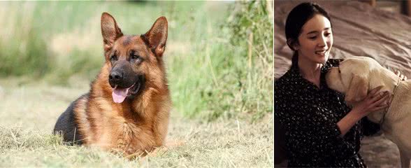 忠诚的五种狗,它这辈子,心里都是你