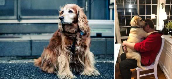 老年狗狗喂养指南,一定要注意这四点