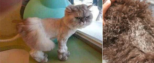 在家也能给萌宠剃毛啦!只需五分钟,狗子活力满满不再吐长舌头!