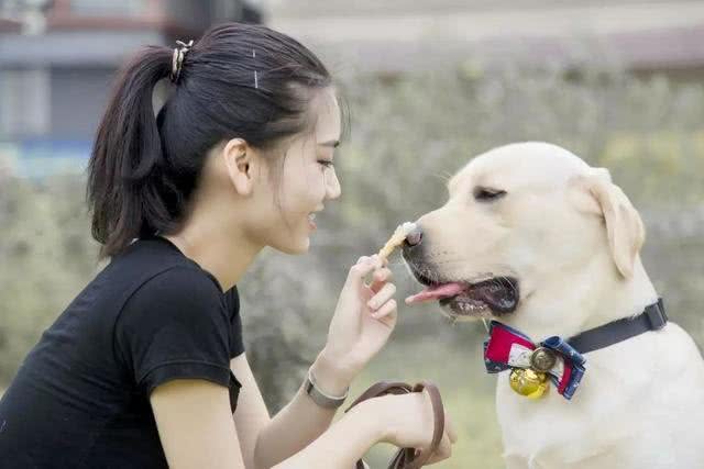 狗狗眼里第一主人是什么样的?划分等级?你排第几呢?