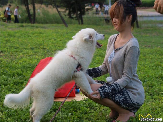 狗狗眼里第一主人是什么样的?划分等级?你排第几呢?