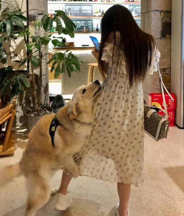 狗狗眼里第一主人是什么样的?划分等级?你排第几呢?