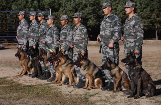 狗狗眼里第一主人是什么样的?划分等级?你排第几呢?