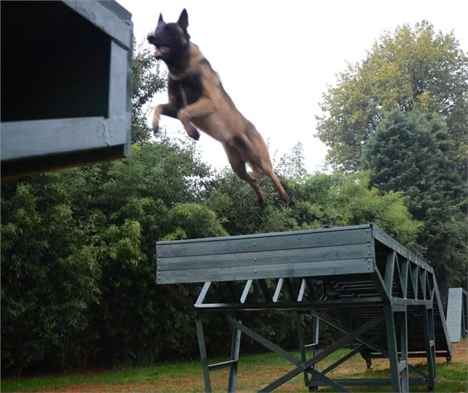 狗狗眼里第一主人是什么样的?划分等级?你排第几呢?