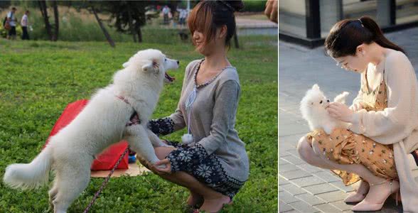 狗狗眼里第一主人是什么样的?划分等级?你排第几呢?