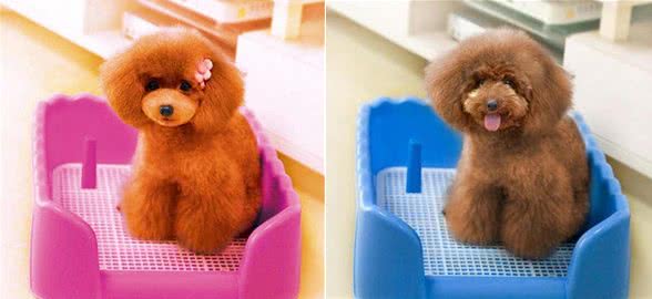 这4种方法教会泰迪定点排便,让它立马听话