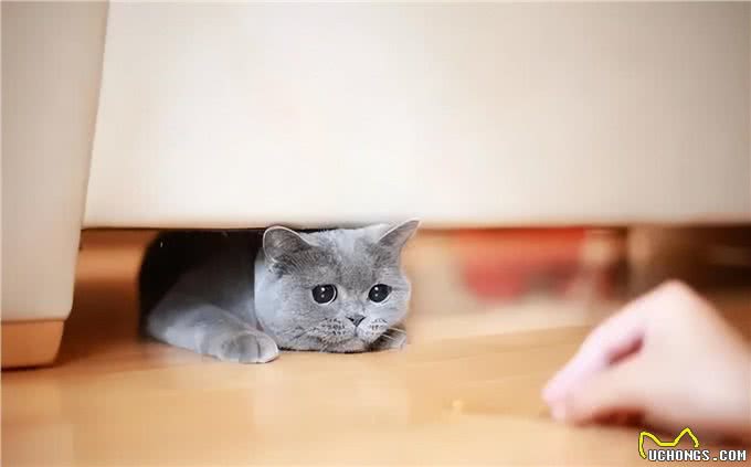 养猫久了才明白，猫咪有这些行为，说明你爱得太过分，该改改了