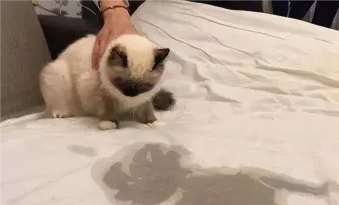 养猫久了才明白，猫咪有这些行为，说明你爱得太过分，该改改了